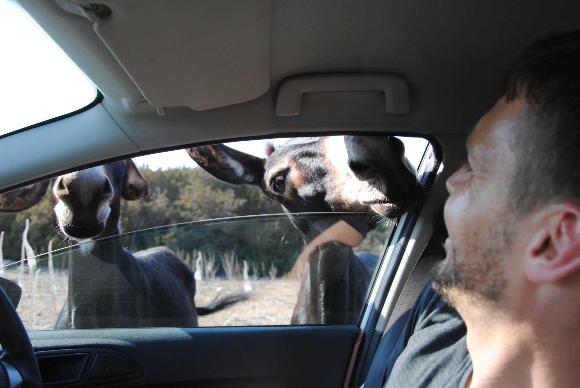 Ein Esel streckt seinen Kopf durch ein Autofenster