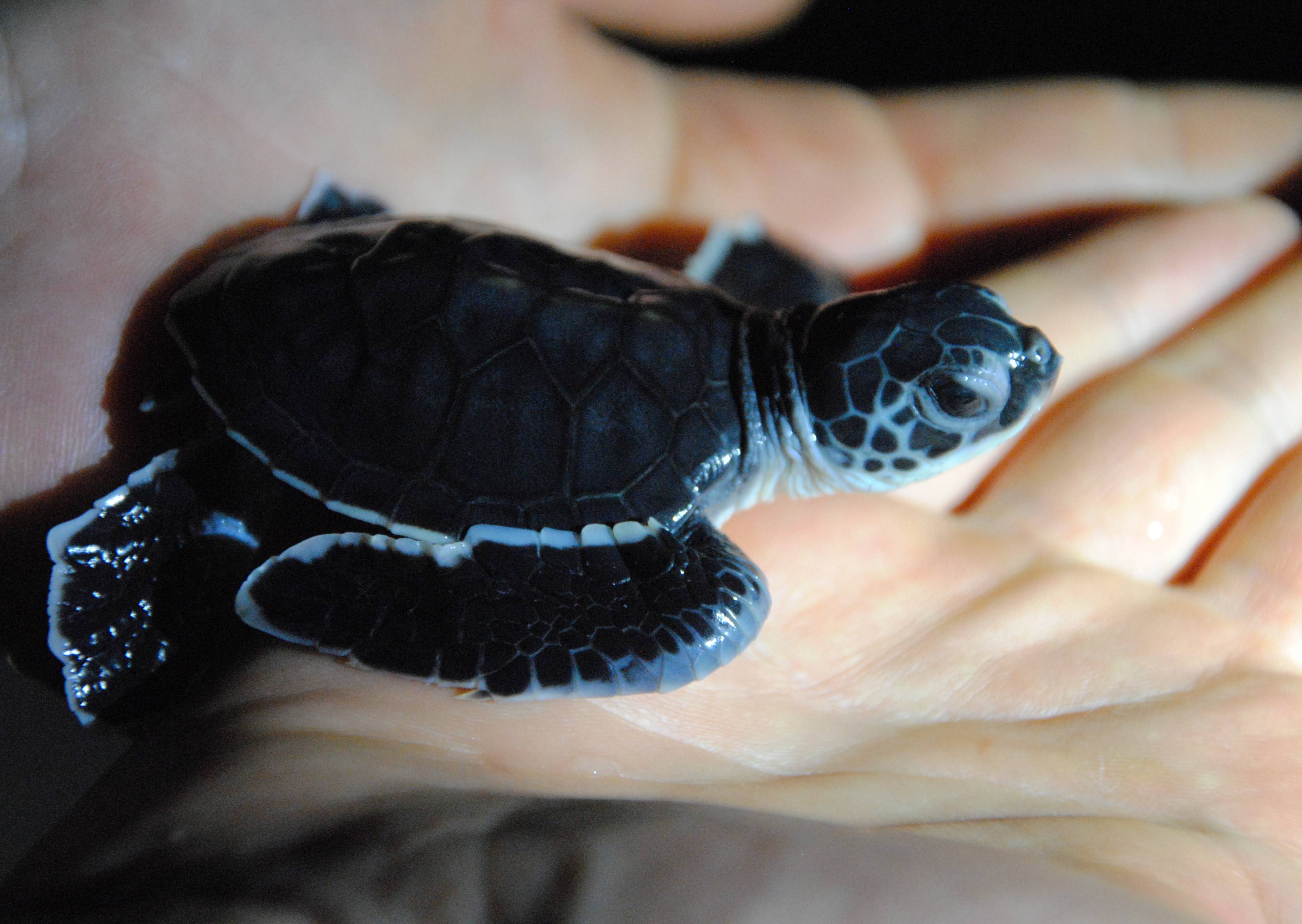 Eine junge Schildkröte