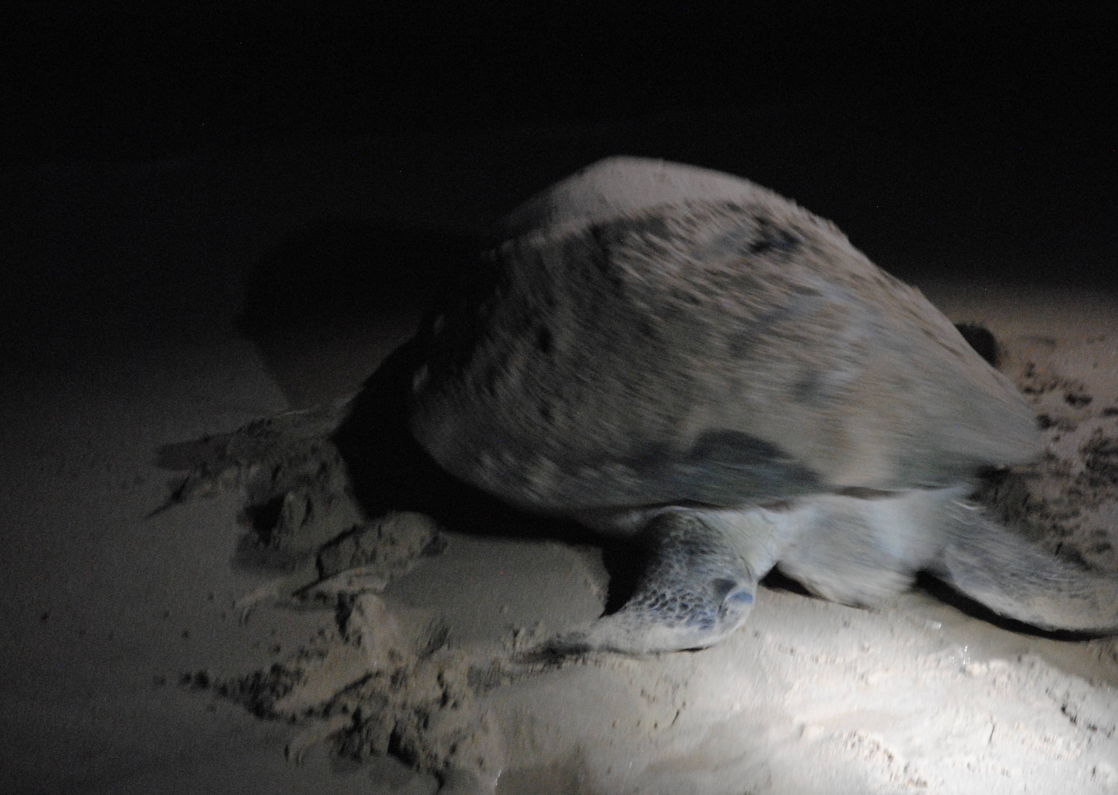Eine große Schildkröte am Strand
