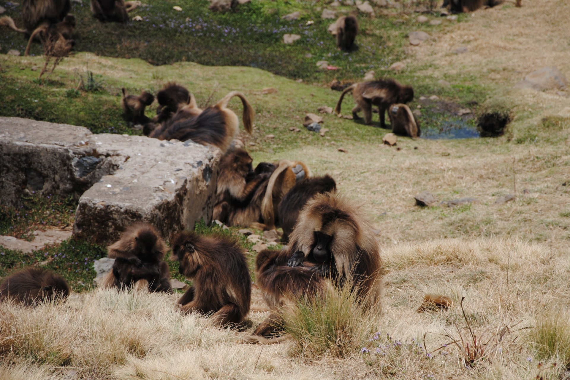 Viele Affen sitzen auf einer Wiese