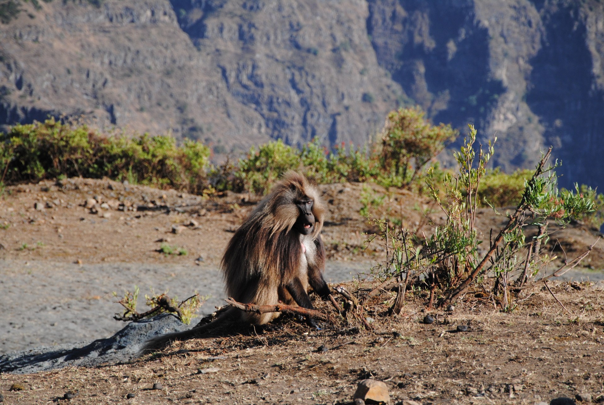 Ein Affe mit langen Haaren sitzt auf dem Boden