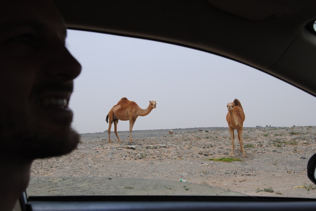 Sebastian blickt vom Auto aus auf Kamele