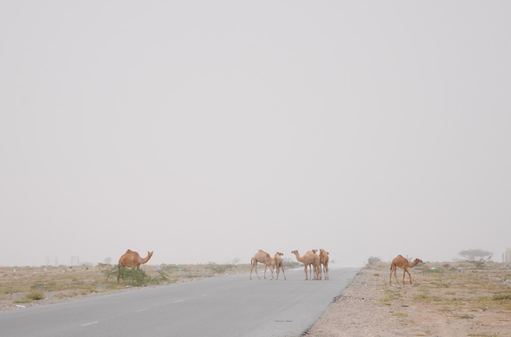 Kamele auf einer Straße