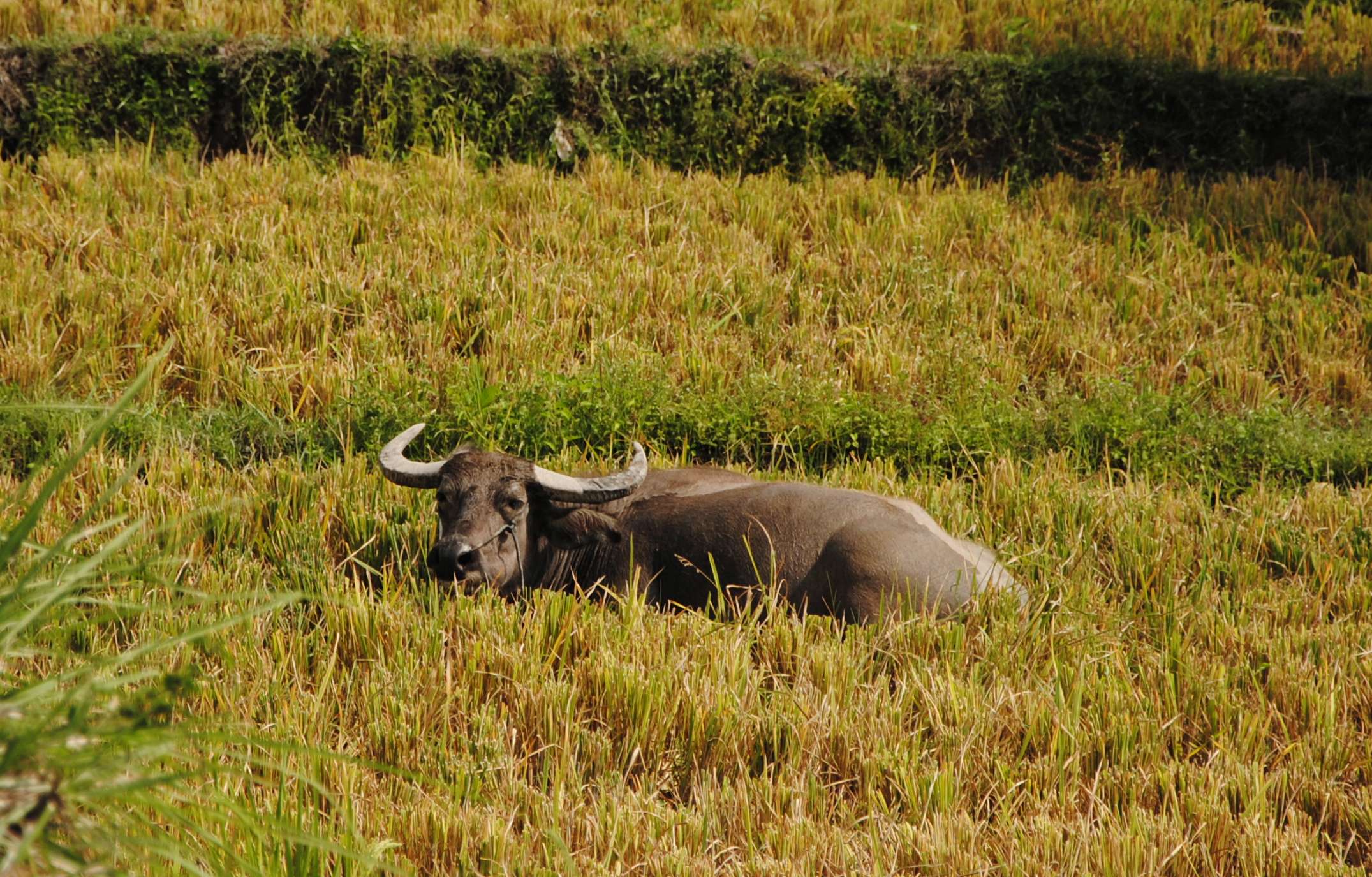 Ein Wasserbüffel liegt auf einem Feld