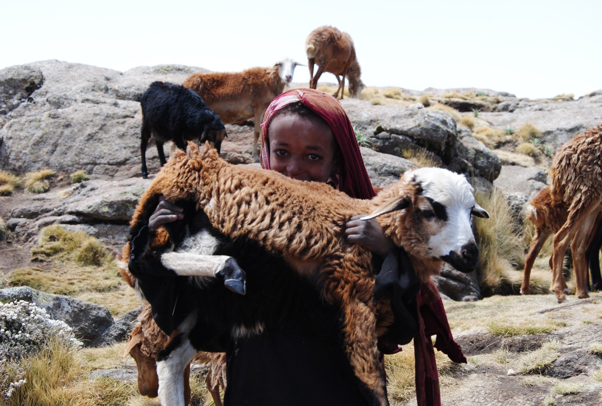 Ein äthiopisches Mädchen hält ein Lamm auf dem Arm