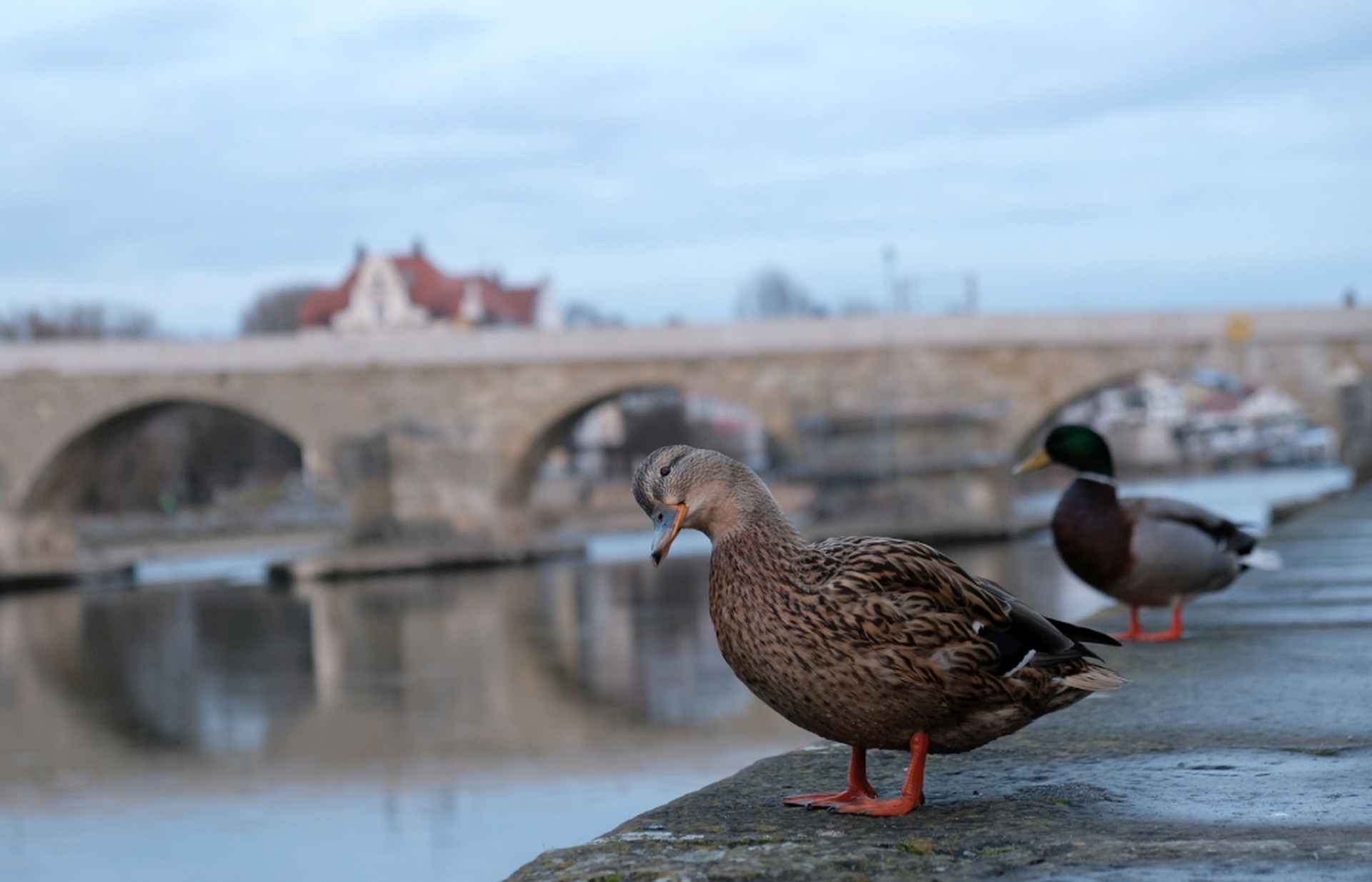 Zwei Enten am Donauufer