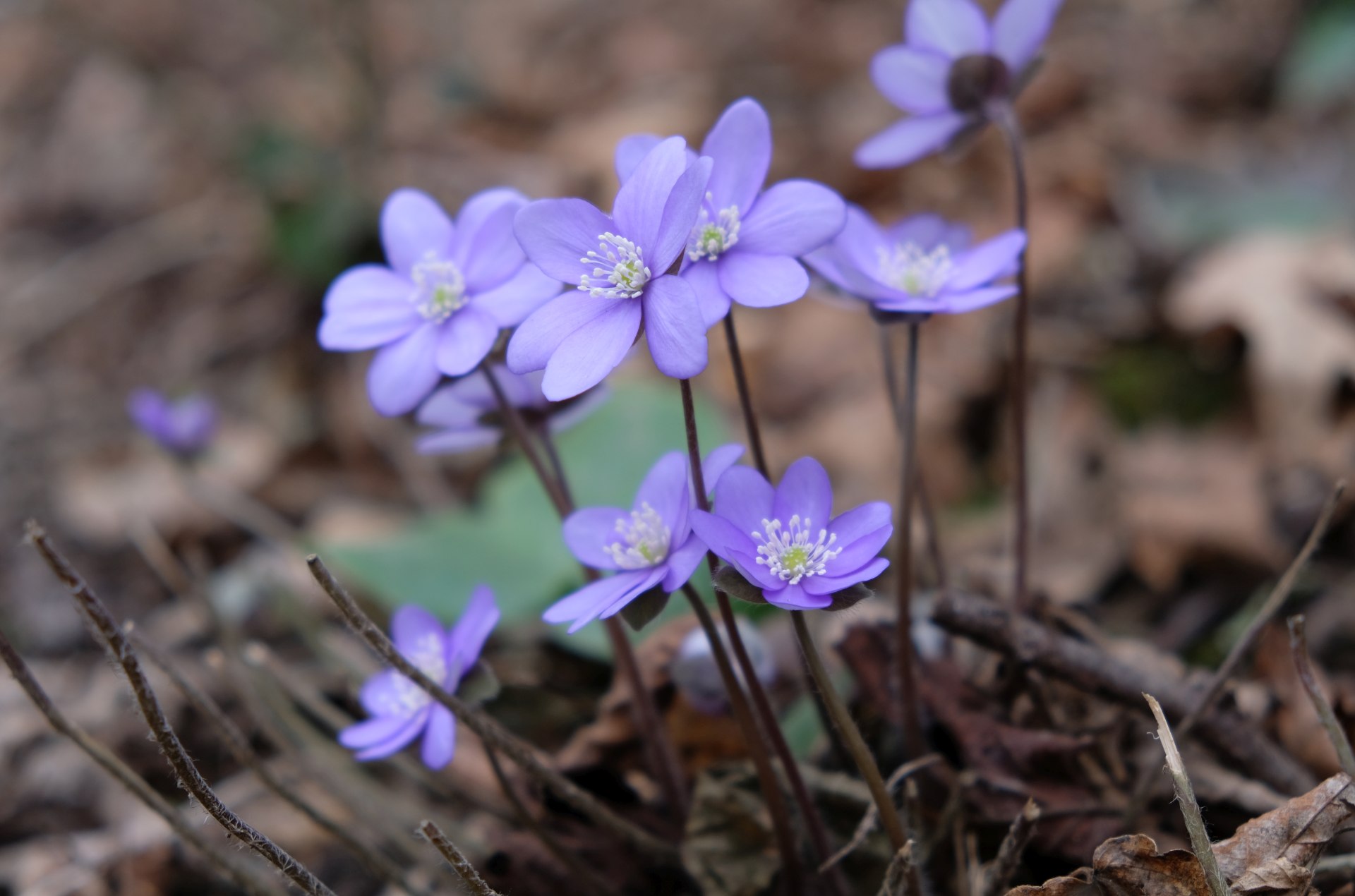 Blaue Blumen