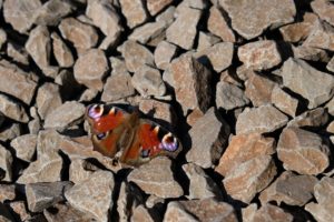Ein Schmetterling auf Schottersteinen