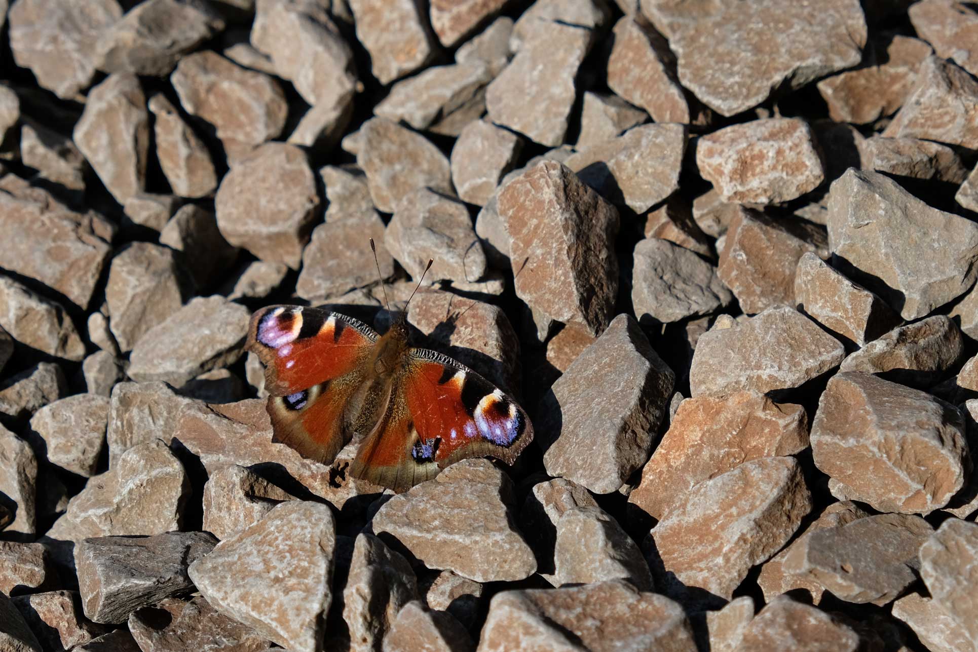 Ein Schmetterling sitzt auf Schottersteinen