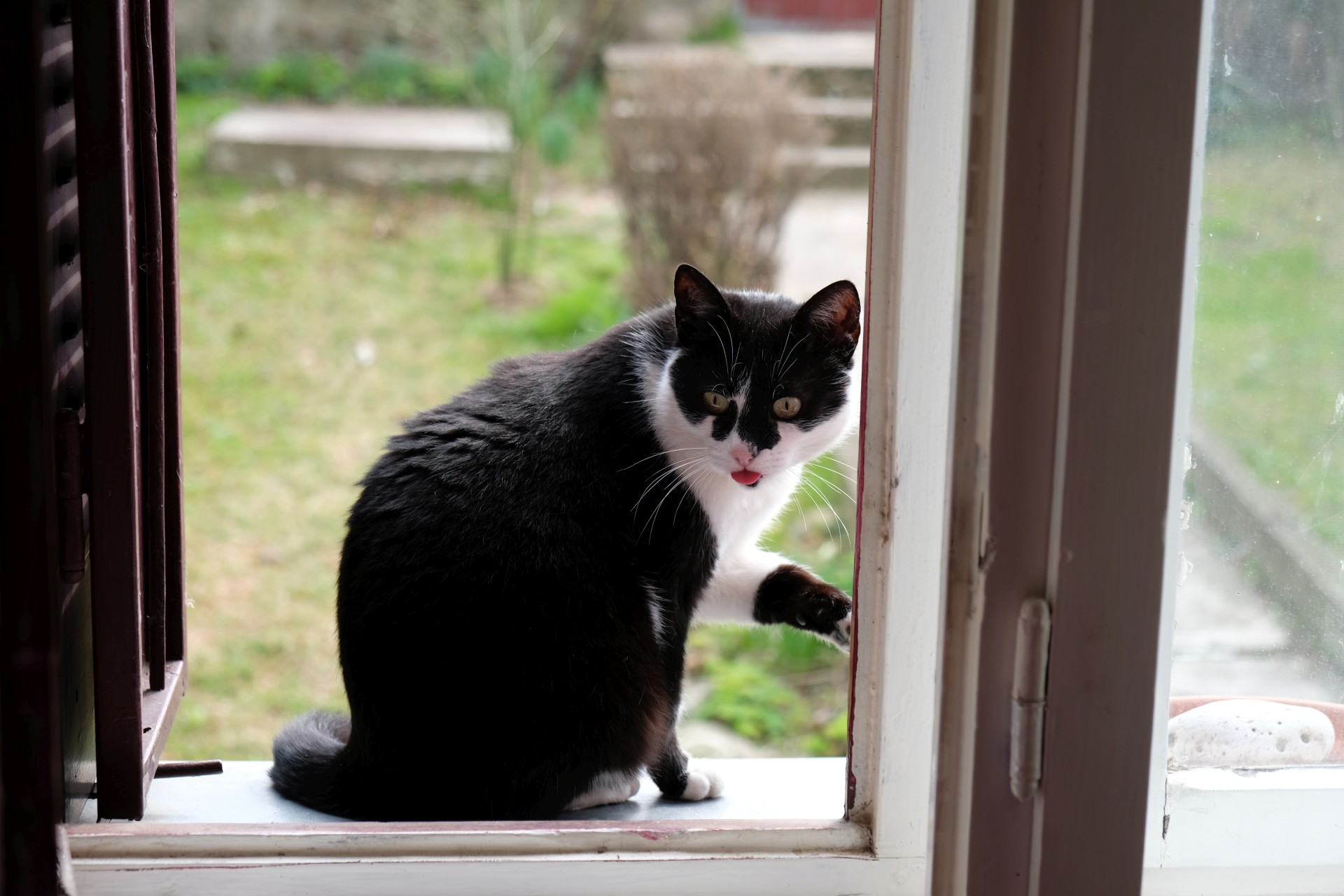 Eine Katze in einem Fensterrahmen