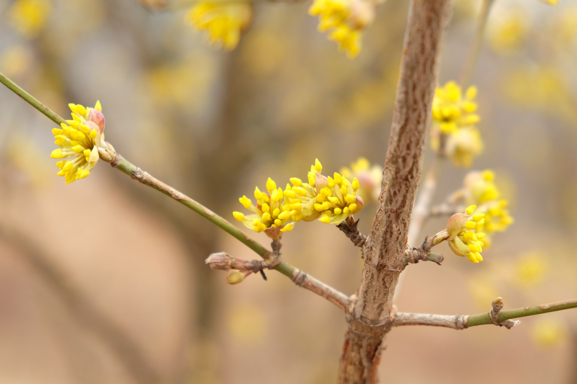 Gelbe Knospen an einem Strauch