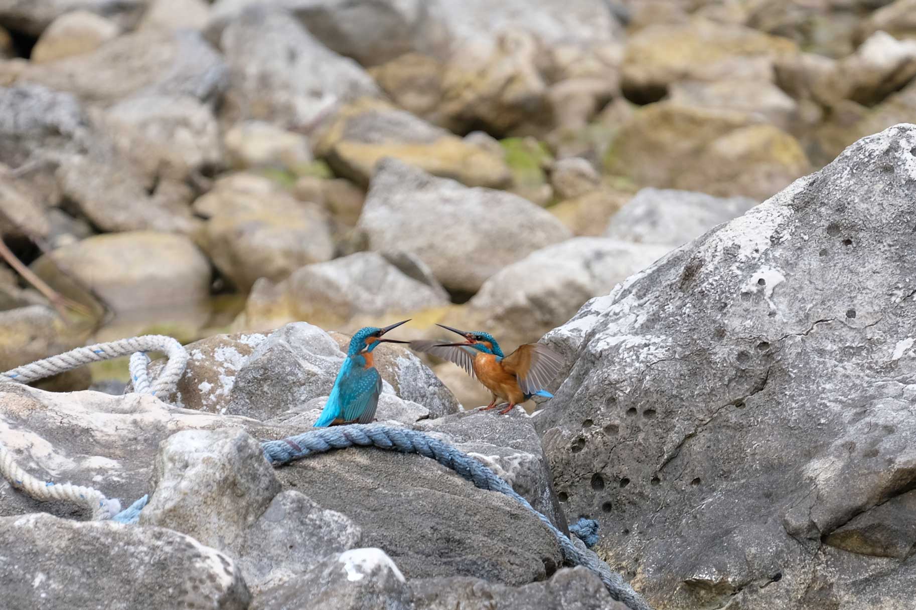 Zwei Eisvögel auf einem Stein