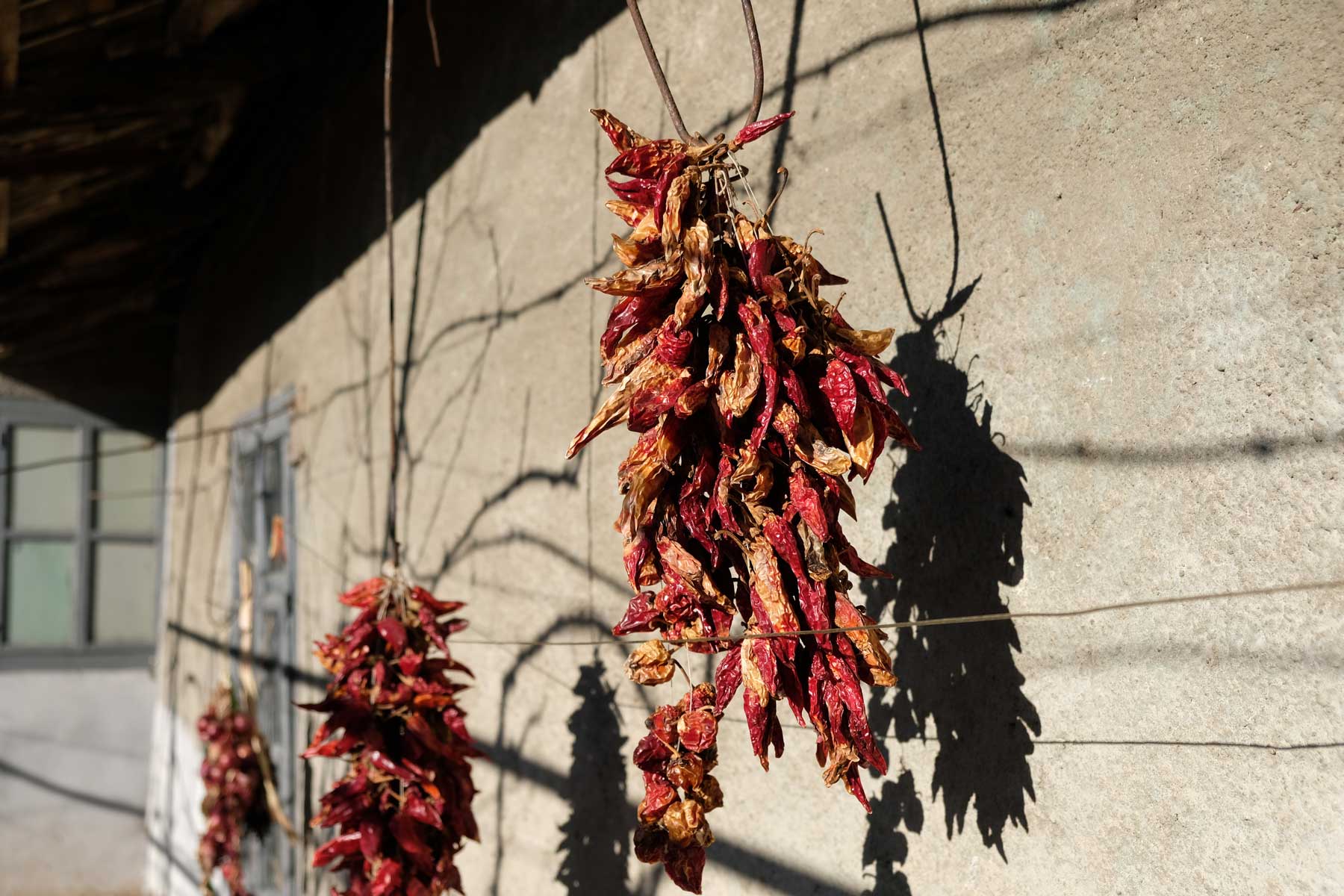 Paprikas hängen zum Trocknen in der Sonne