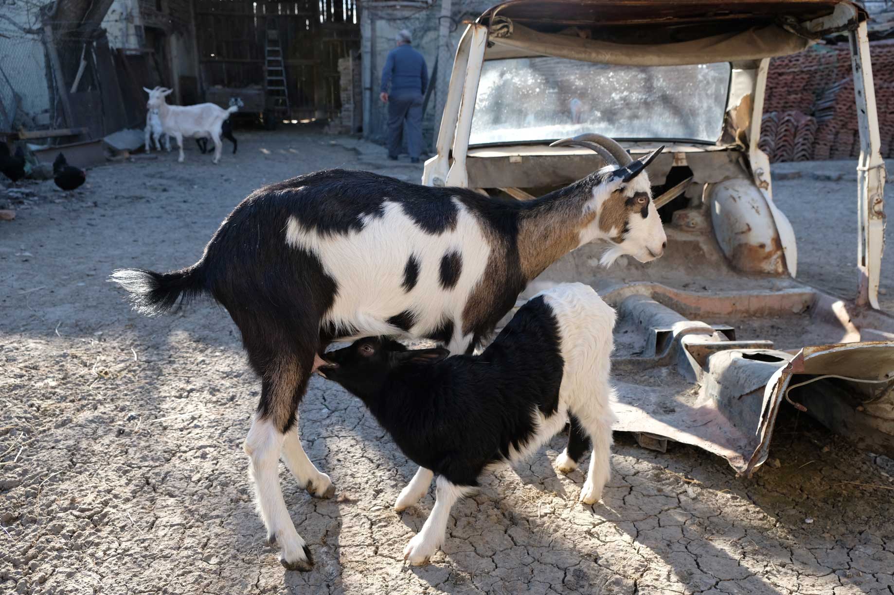 Ein Zicklein trinkt Milch am Euter einer Ziege
