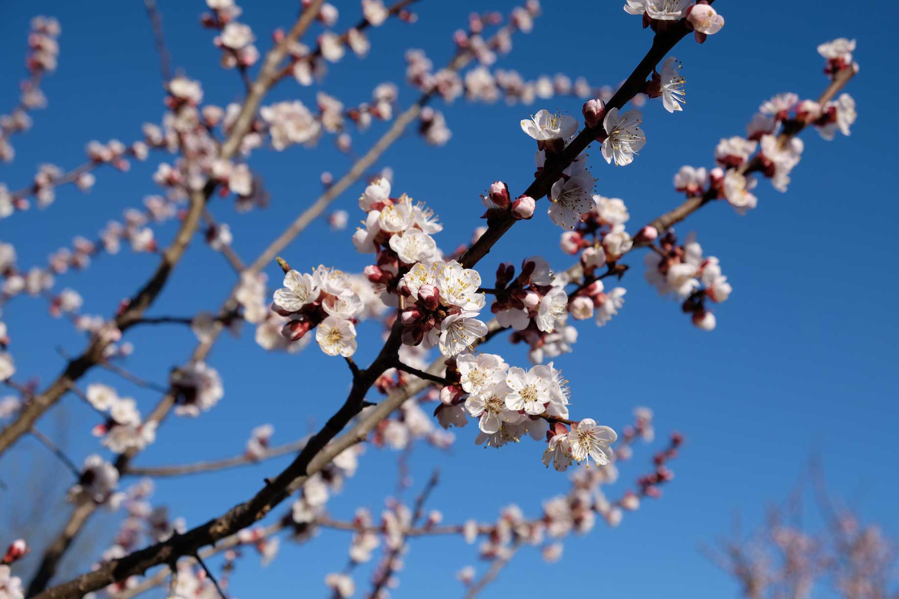 Zweige mit weißen Blüten