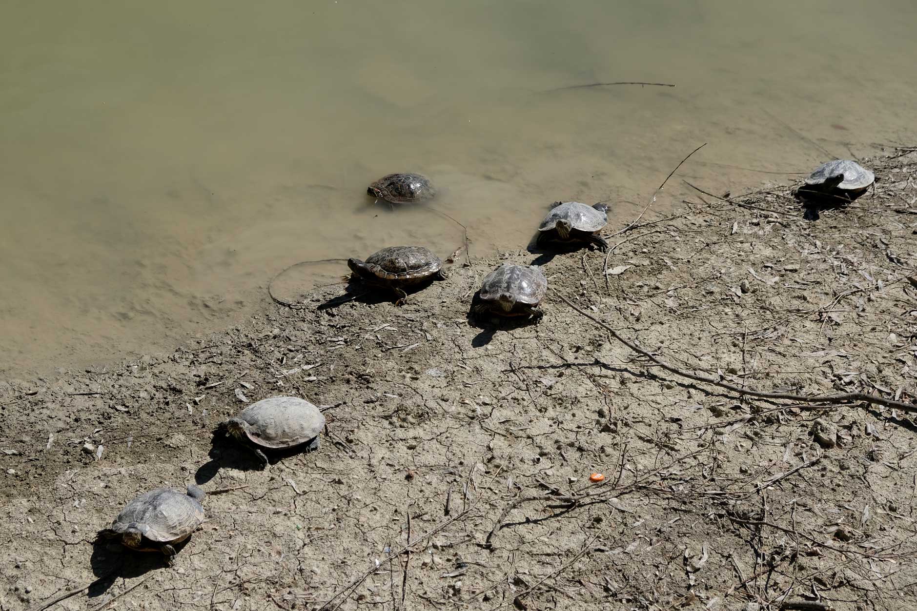 Schildkröten am Ufer eines Sees