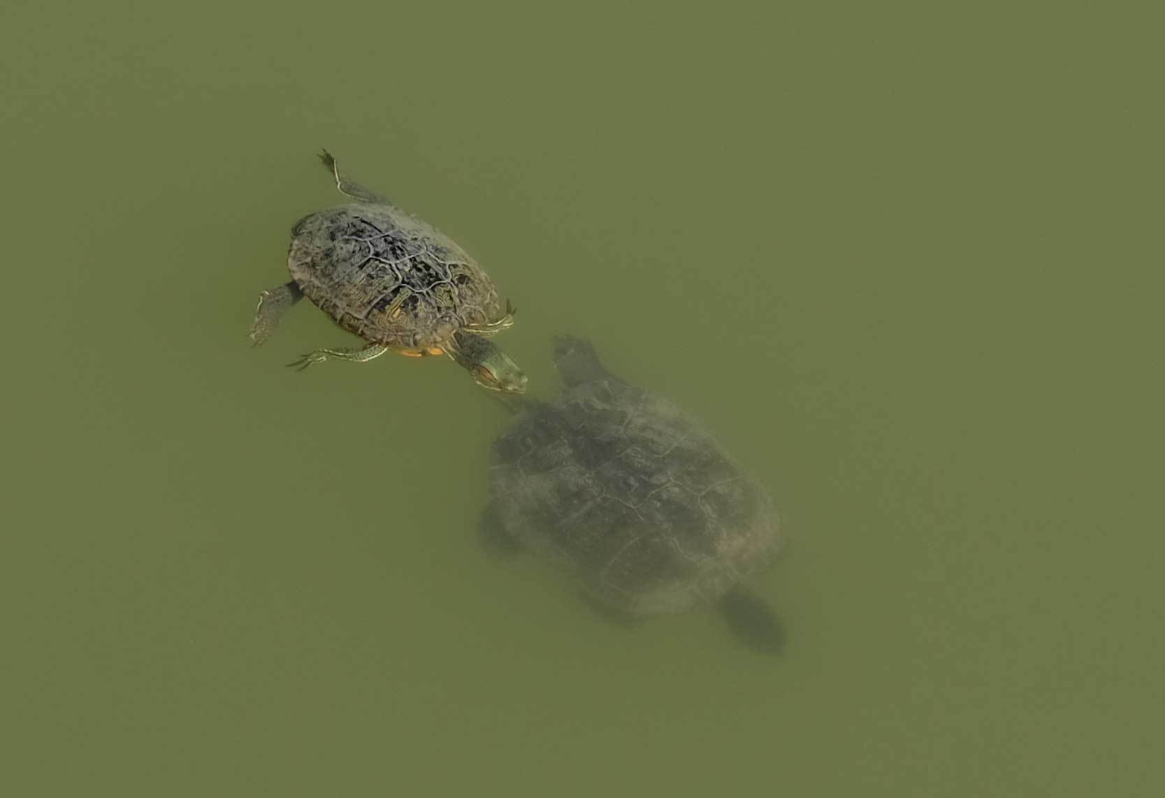 Zwei Schildkröten schwimmen im Wasser