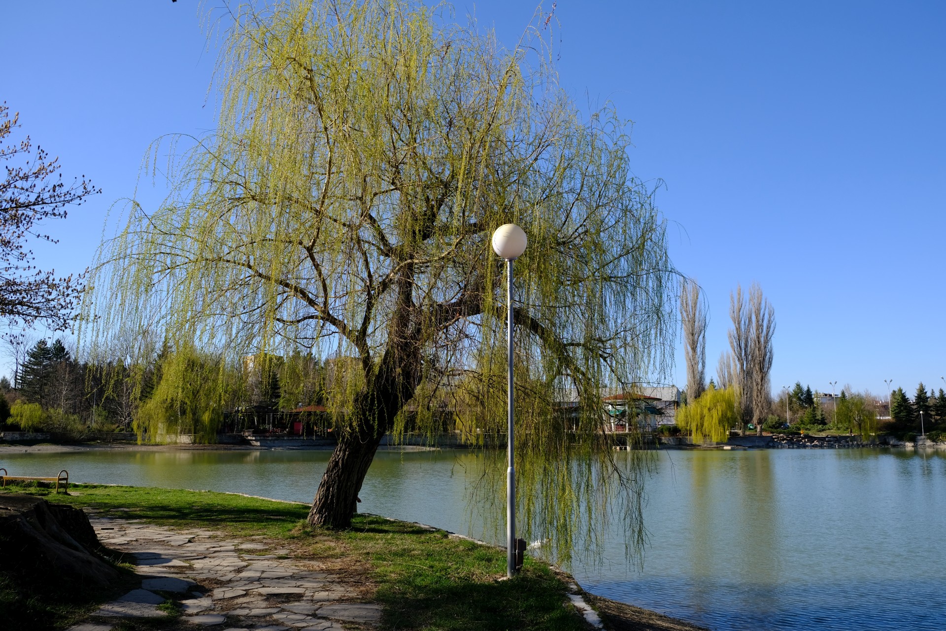 Ein großer Baum steht am Ufer eines Sees