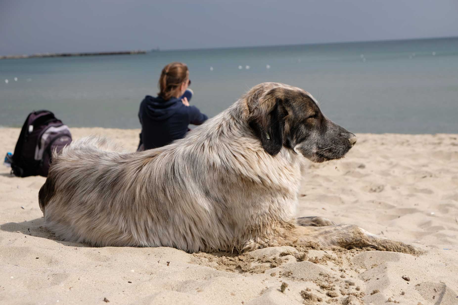 Ein Hund liegt am Strand