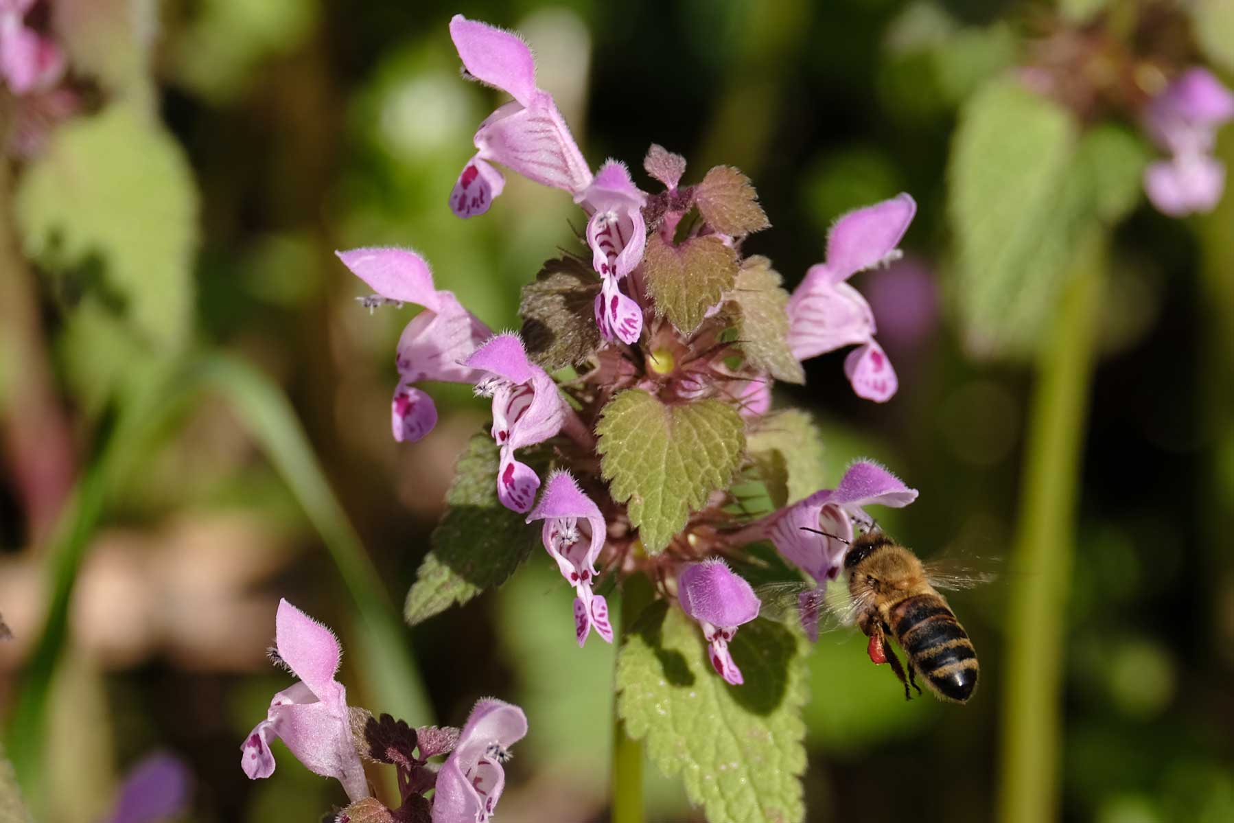 Eine Biene trinkt an einer Blüte