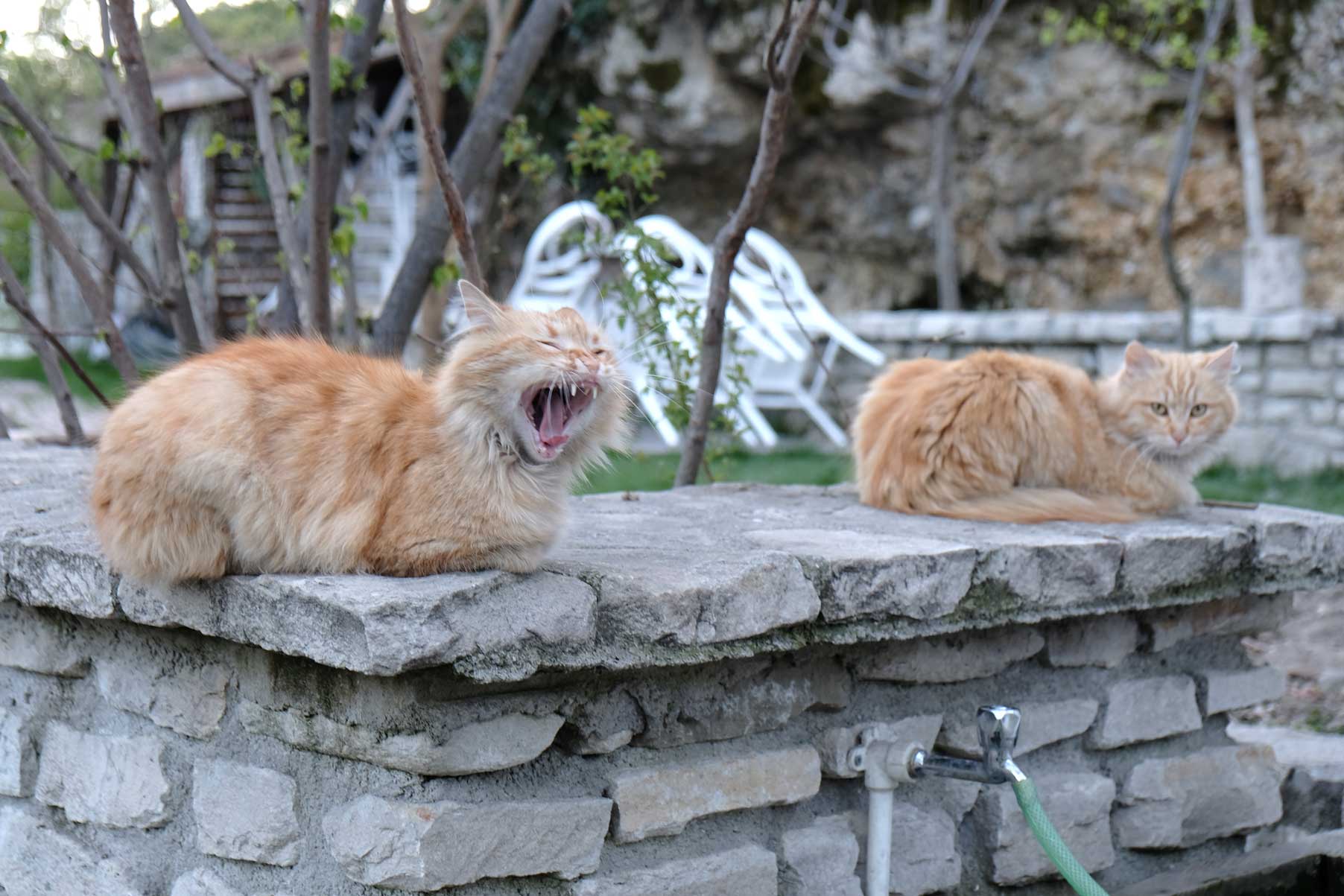 Zwei Katzen sitzen auf einer Mauer