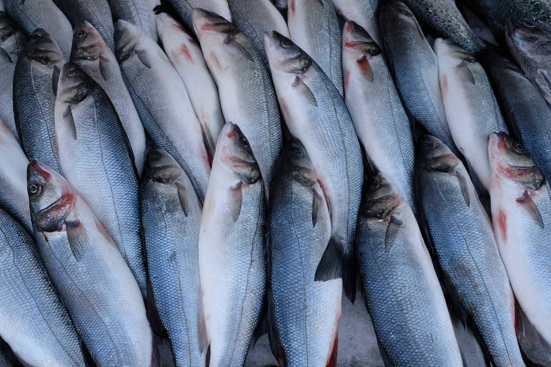 Schön angeordnete Fische