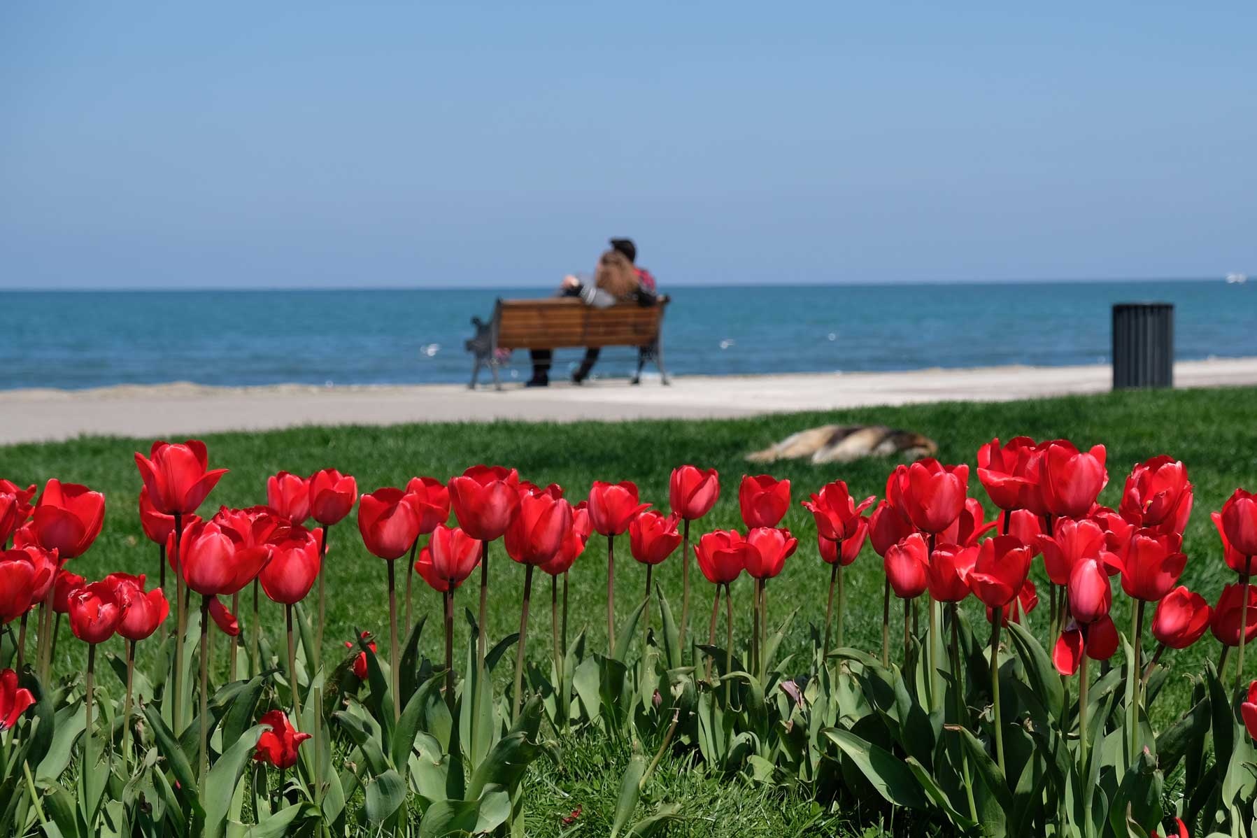 Rote Tulpen auf einer Wiese, im Hintergund eine Bank vor dem Meer