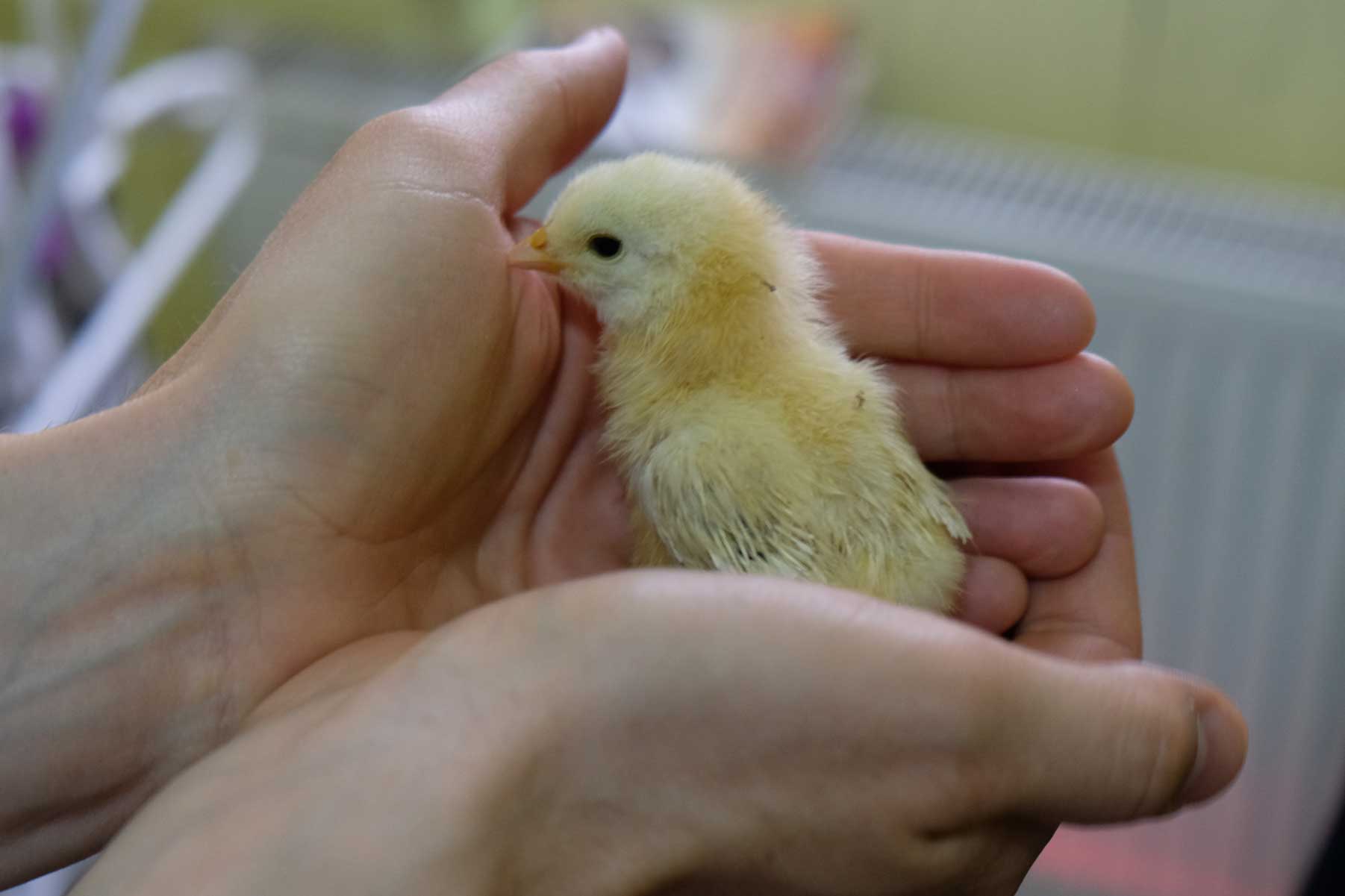 Ein Küken in gefalteten Handflächen