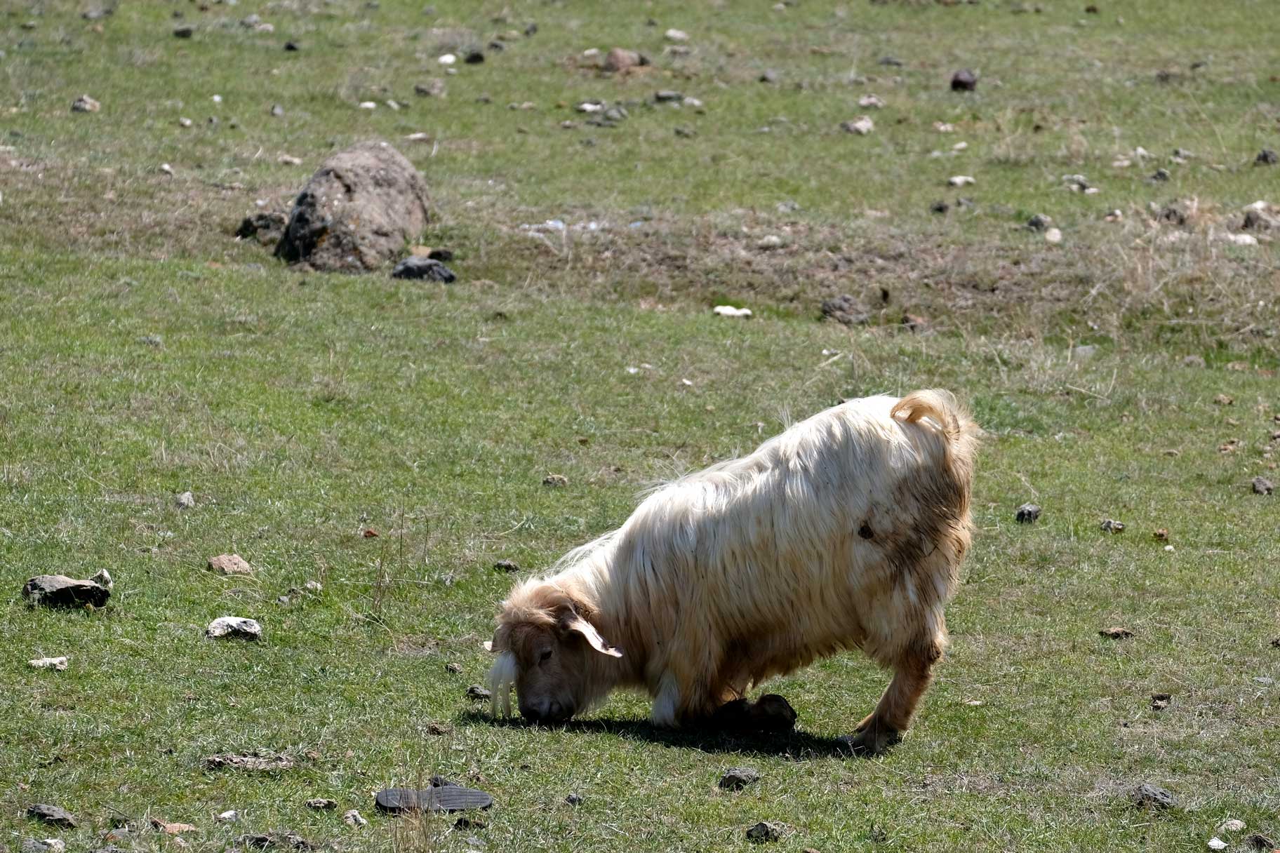 Eine Ziege kniet auf den Vorderbeinen und frisst Gras