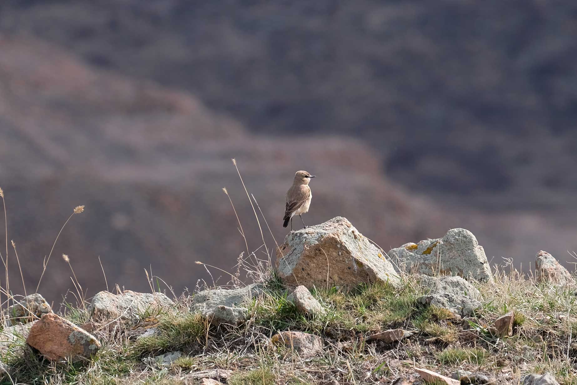 Ein Vogel sitzt auf einem Stein