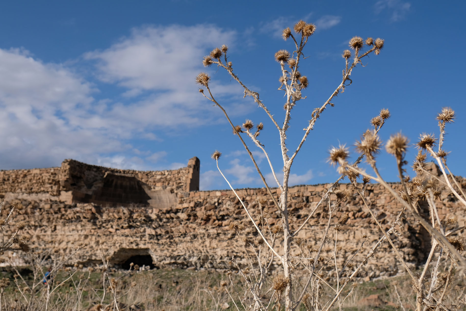 Disteln vor blauem Himmel und der Ruine der ehemaligen Stadtmauer