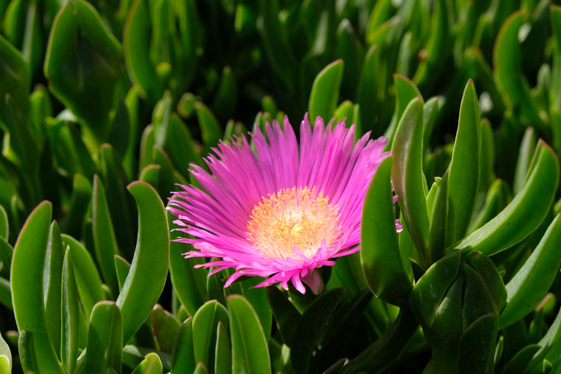 Eine pinke Blume