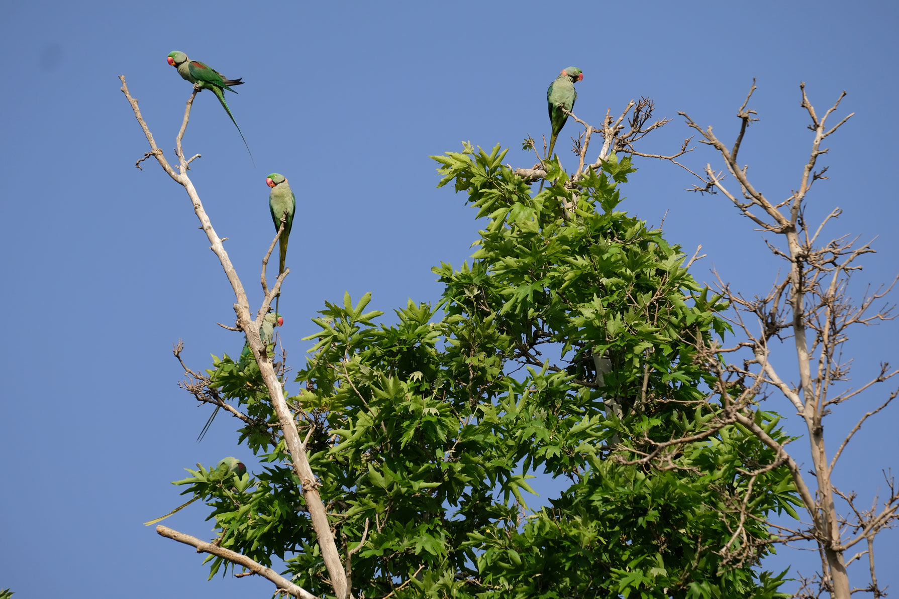 Drei grüne Papageien auf einem Baum