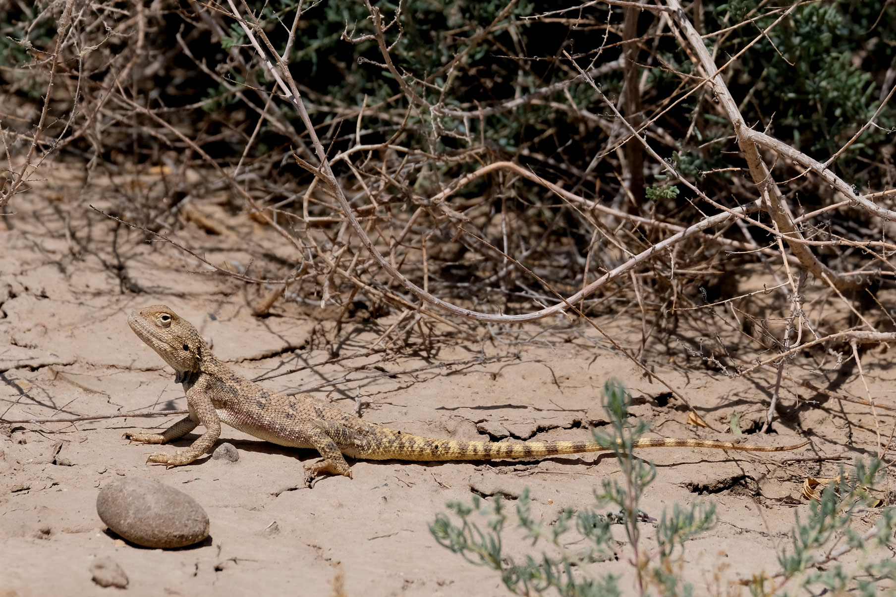 Eine Echse im Sand