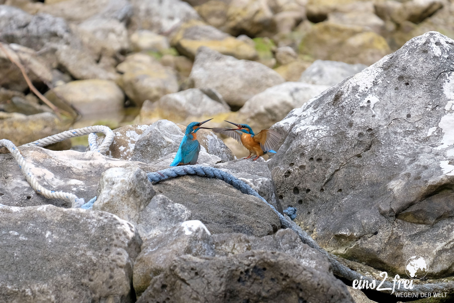 Zwei Eisvögel auf einem Stein