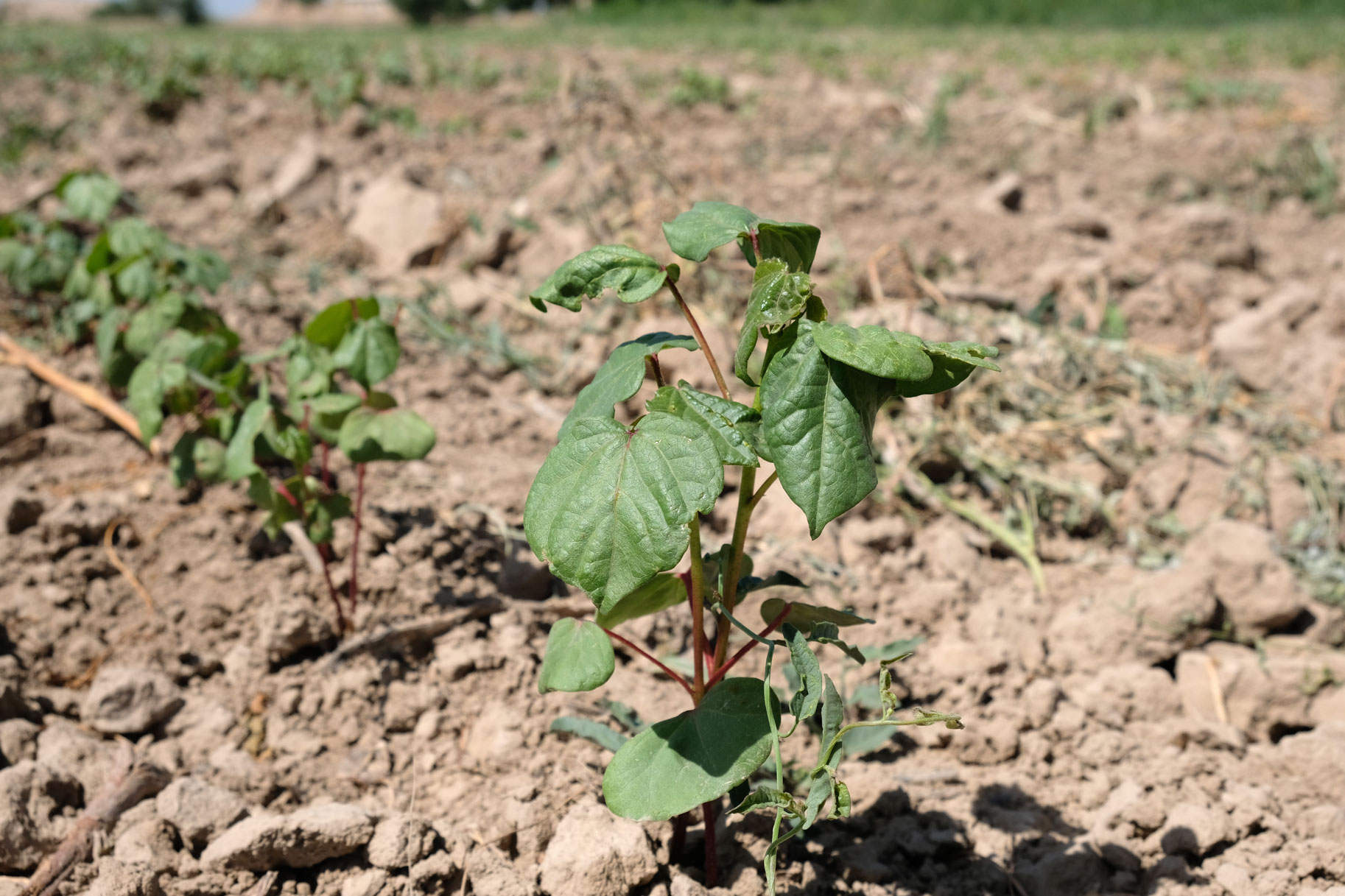 Kleine Baumwollpflanzen auf einem Feld