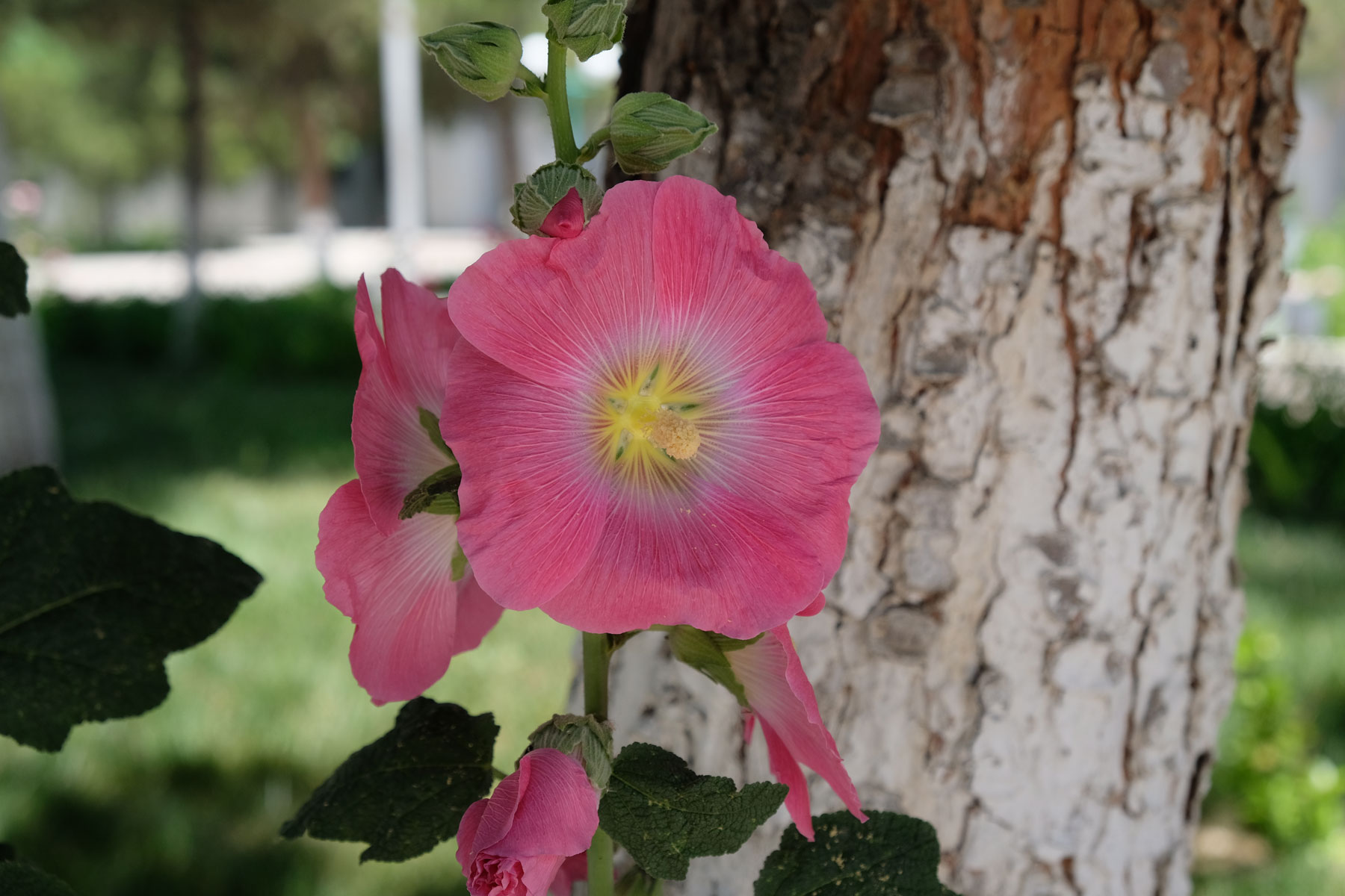 Blüte einer Stockrose