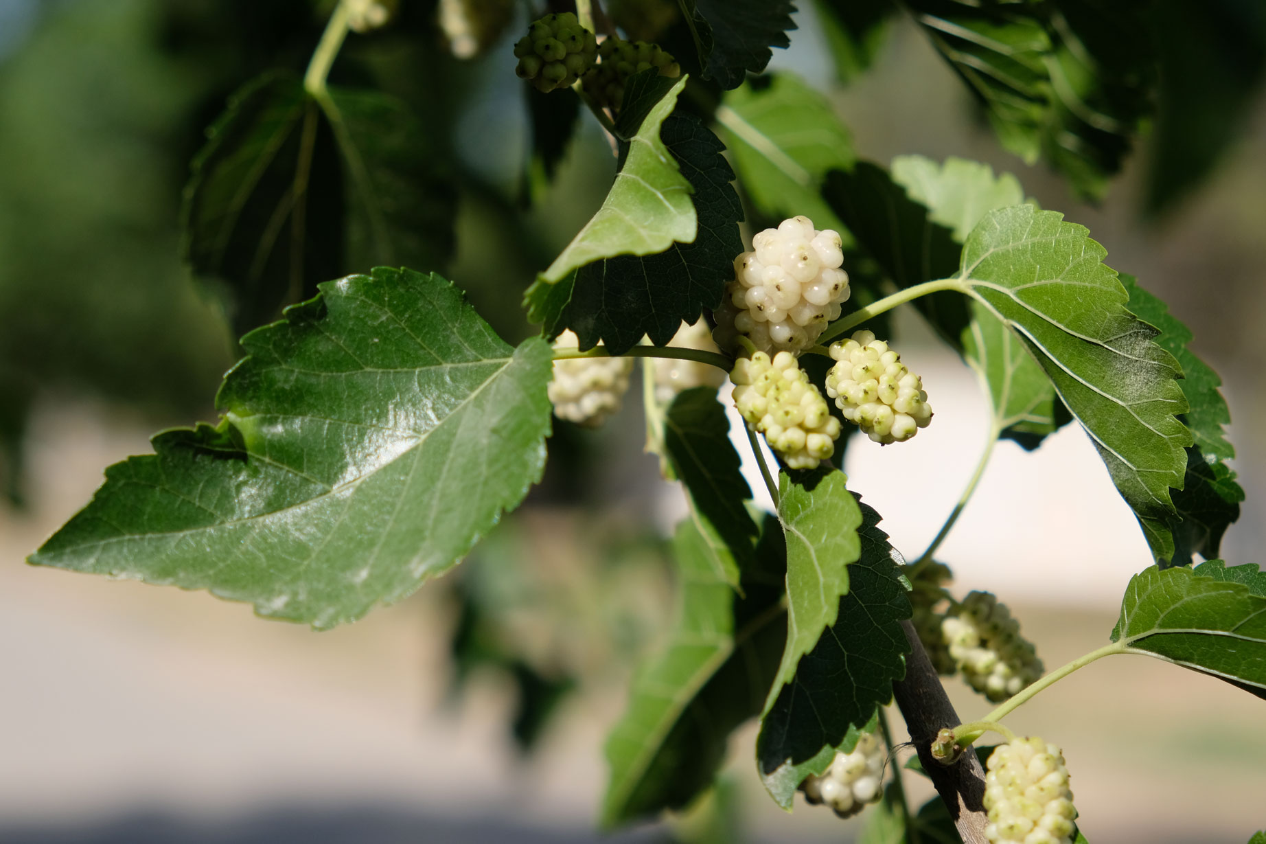 Maulbeeren und Blätter an einem Ast