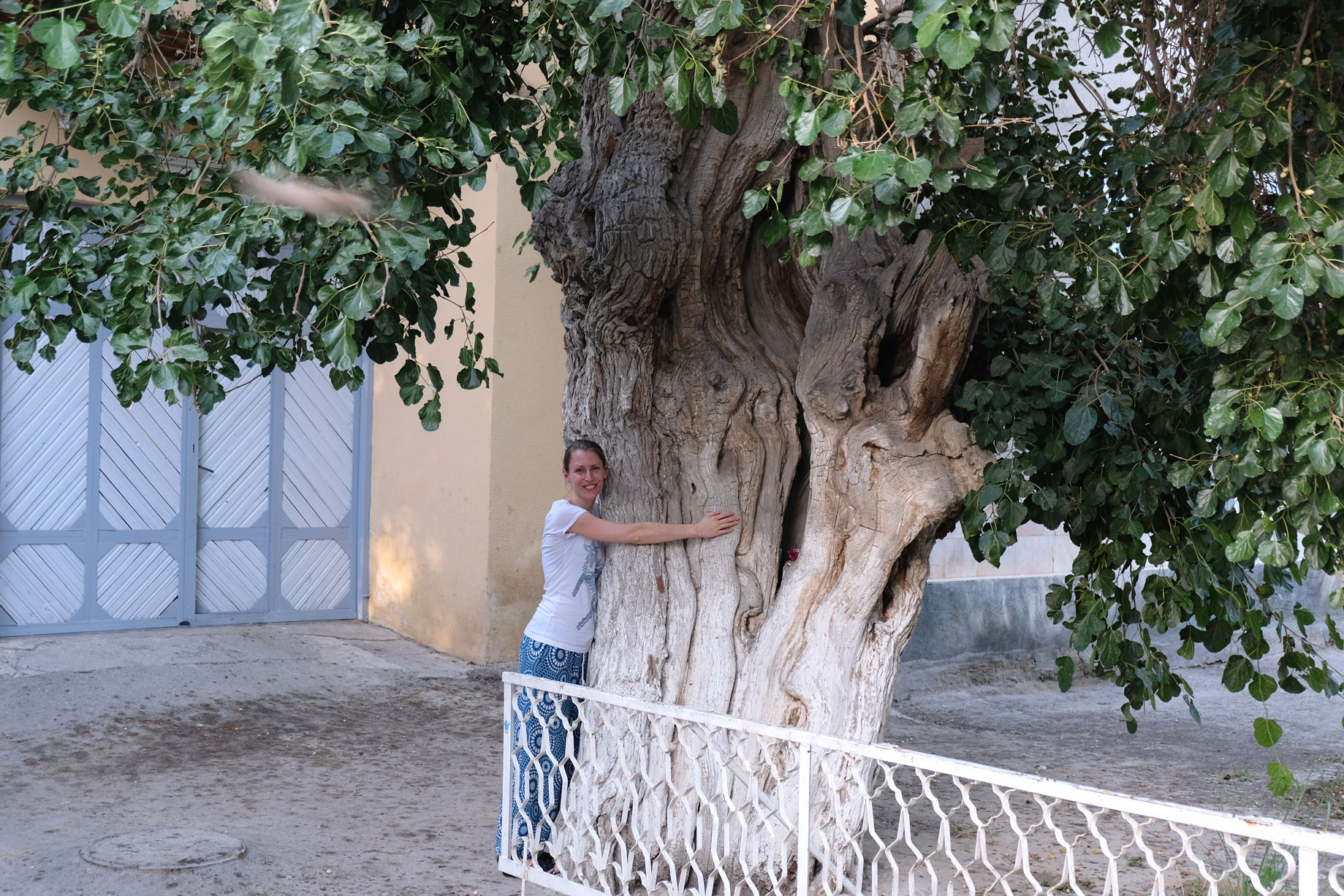 Leo umarmt einen riesigen Baum