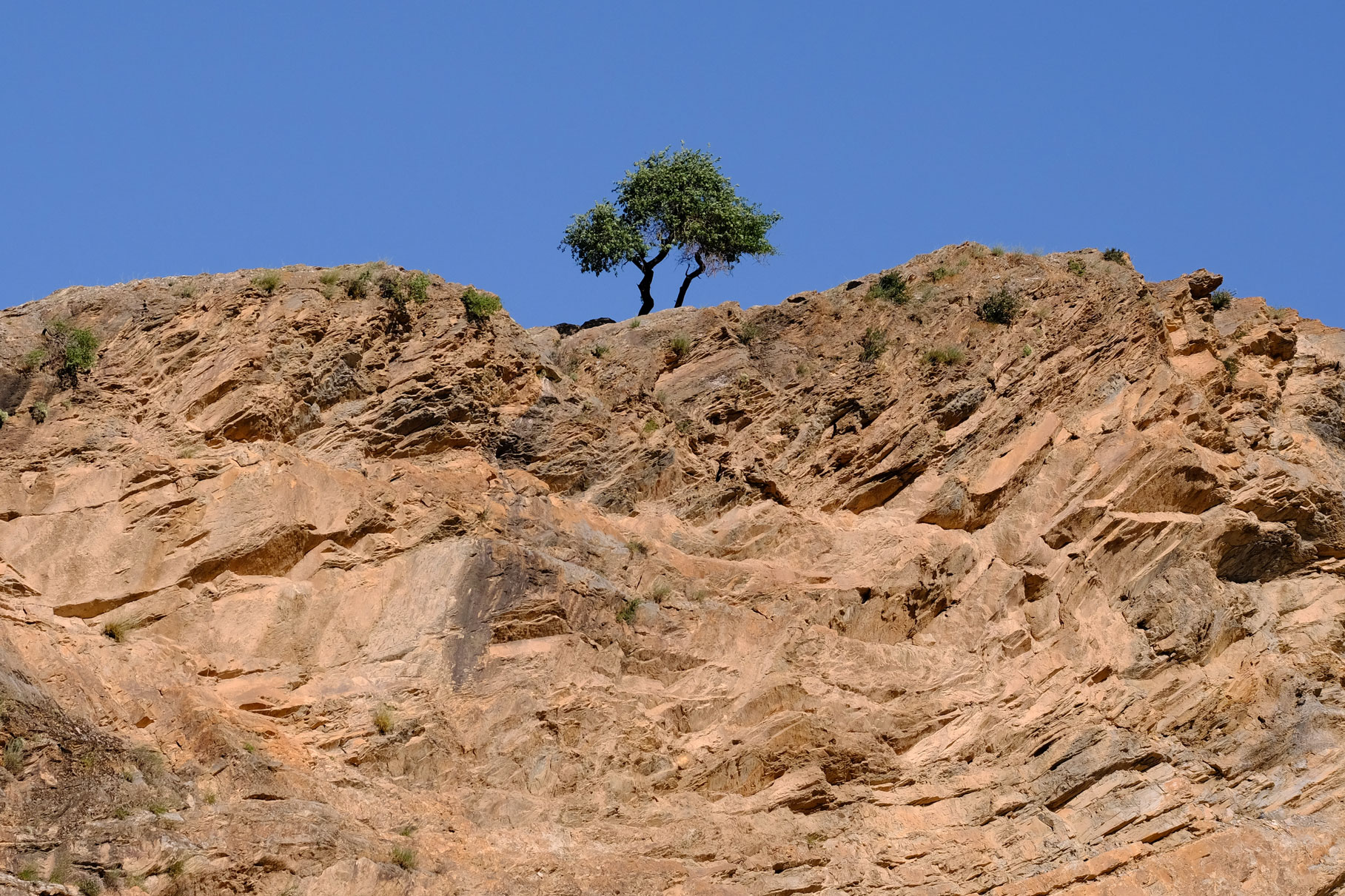 Ein Baum auf einer Felswand