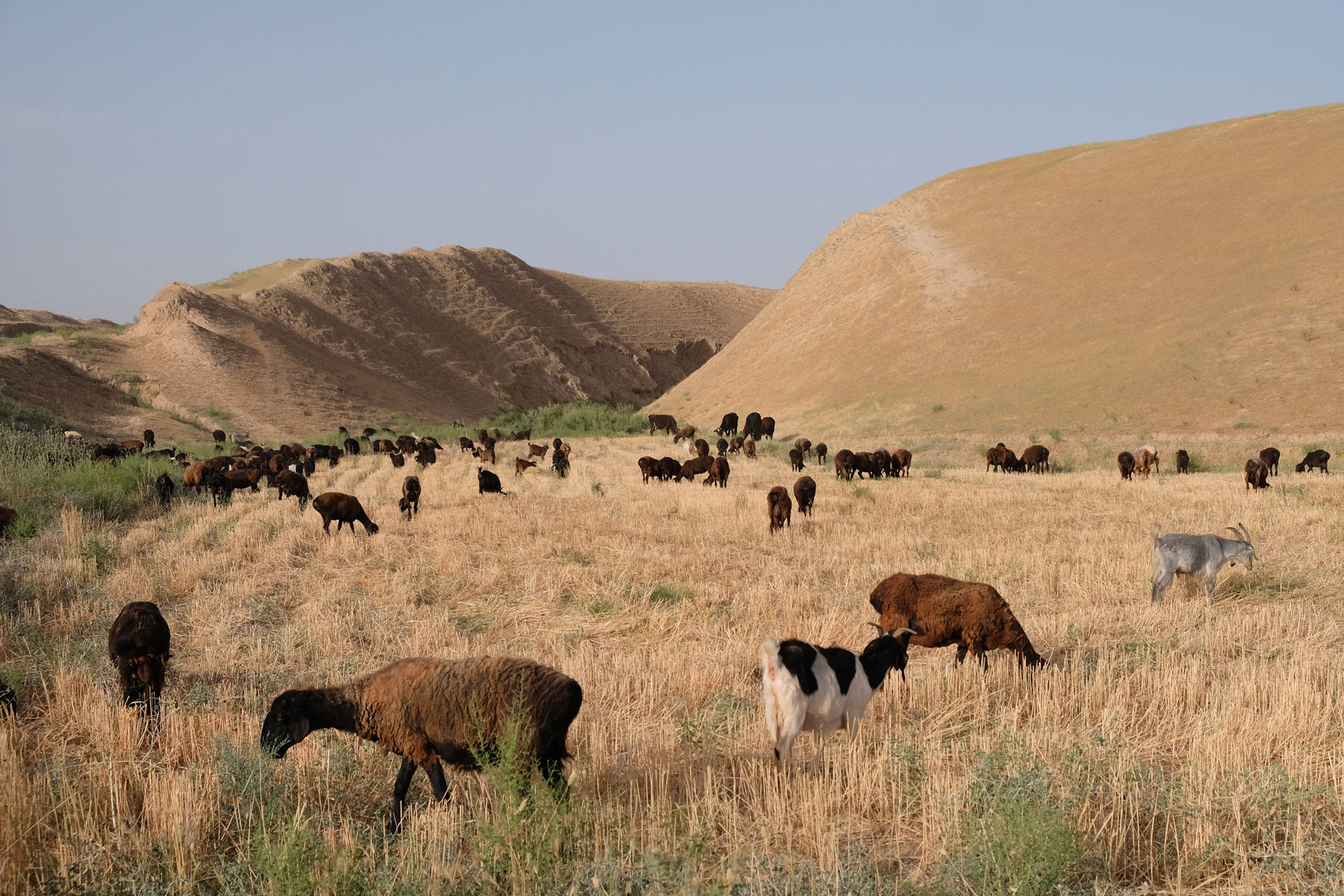 Schafe grasen auf einem abgeernteten Feld