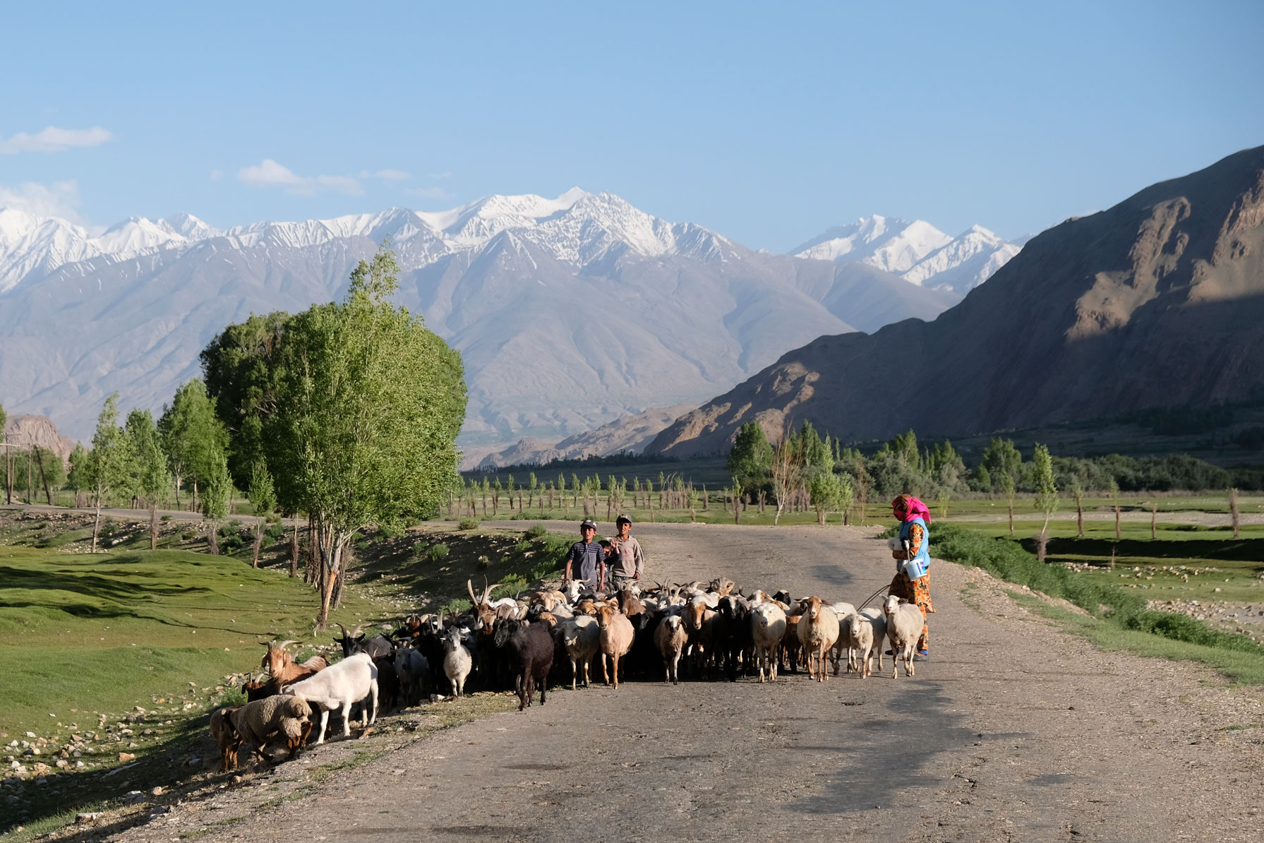 Drei Personen führen eine ZTiegenherde auf dem Pamir Highway.