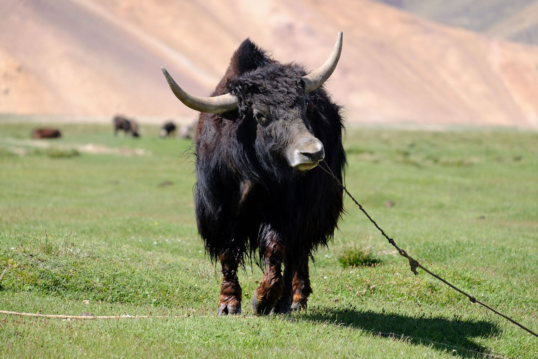 Ein Yak mit großen Hörnern.