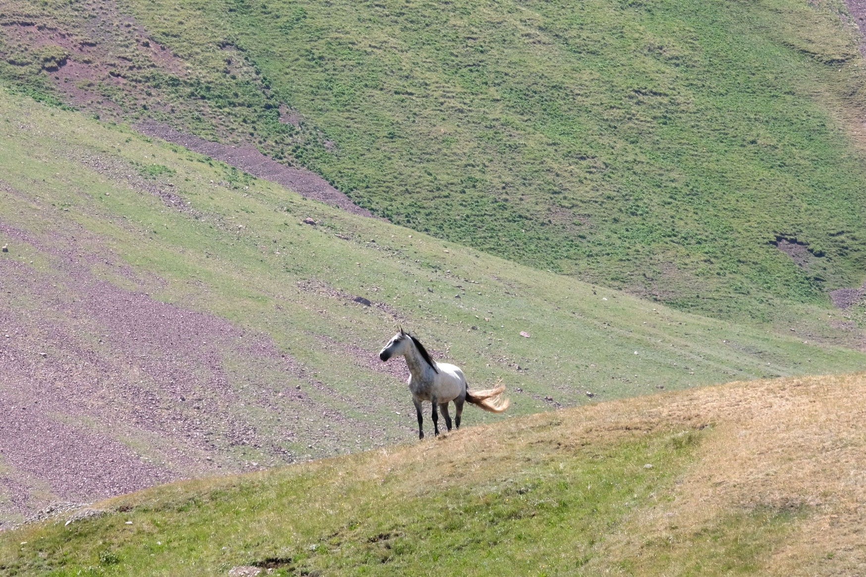 Ein Pferd auf einer Wiese.