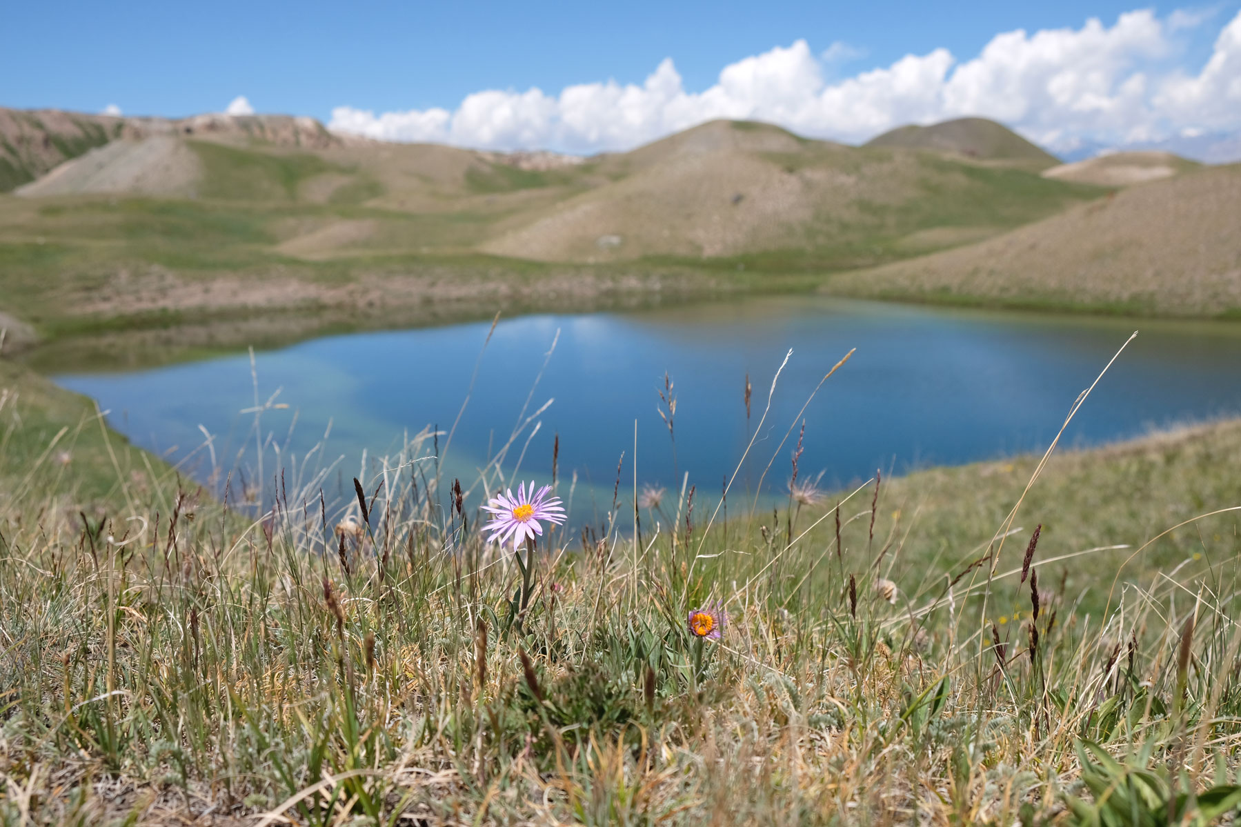 Eine Blume blüht vor einem Bergsee.