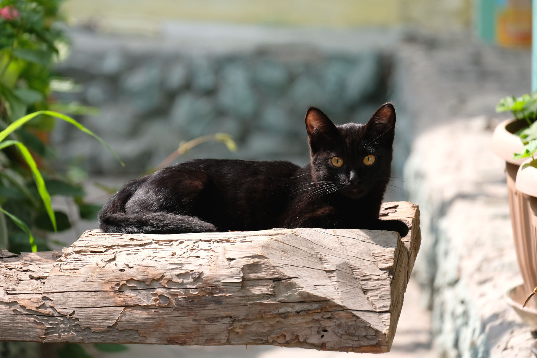 Ein schwarzes Kätzchen sitzt auf einem Holzstamm.