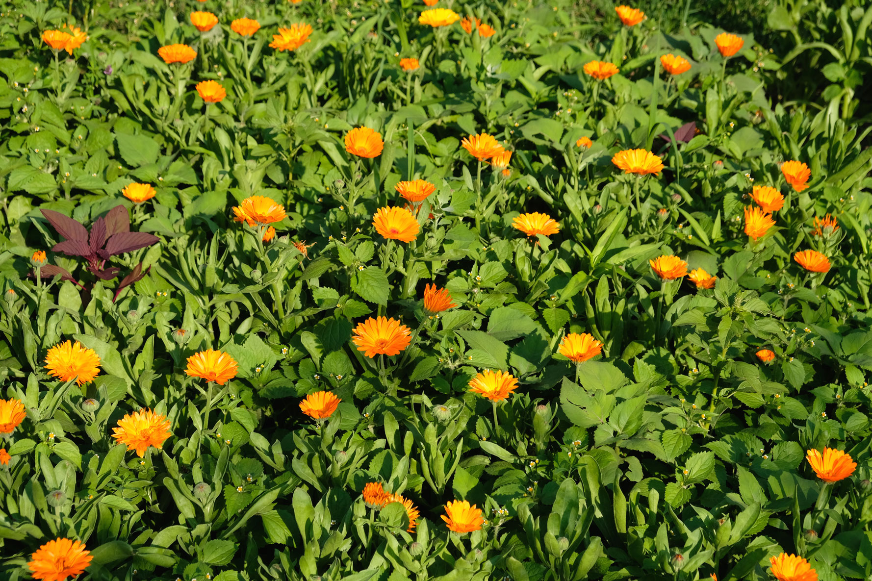 Eine Wiese voll Ringelblumen.