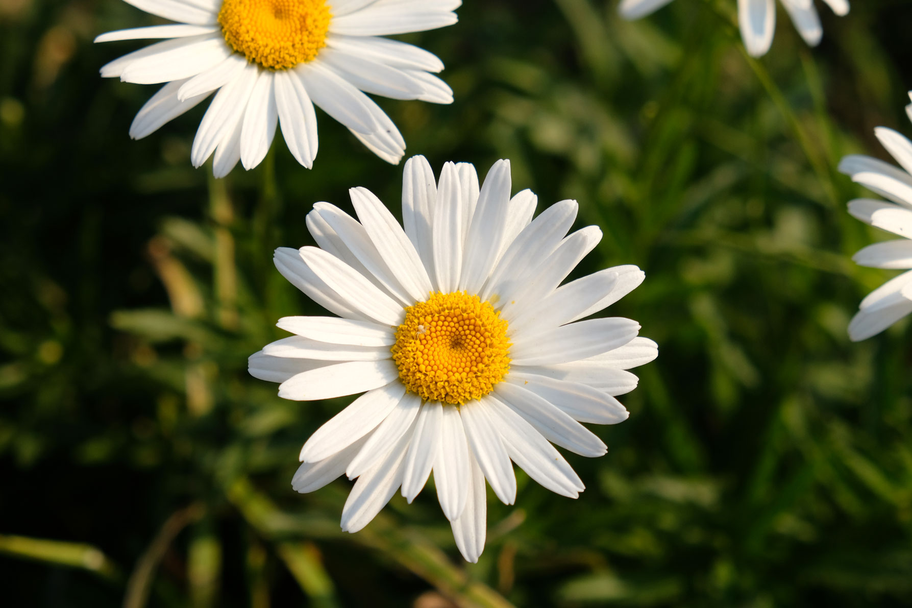 Margeriten.