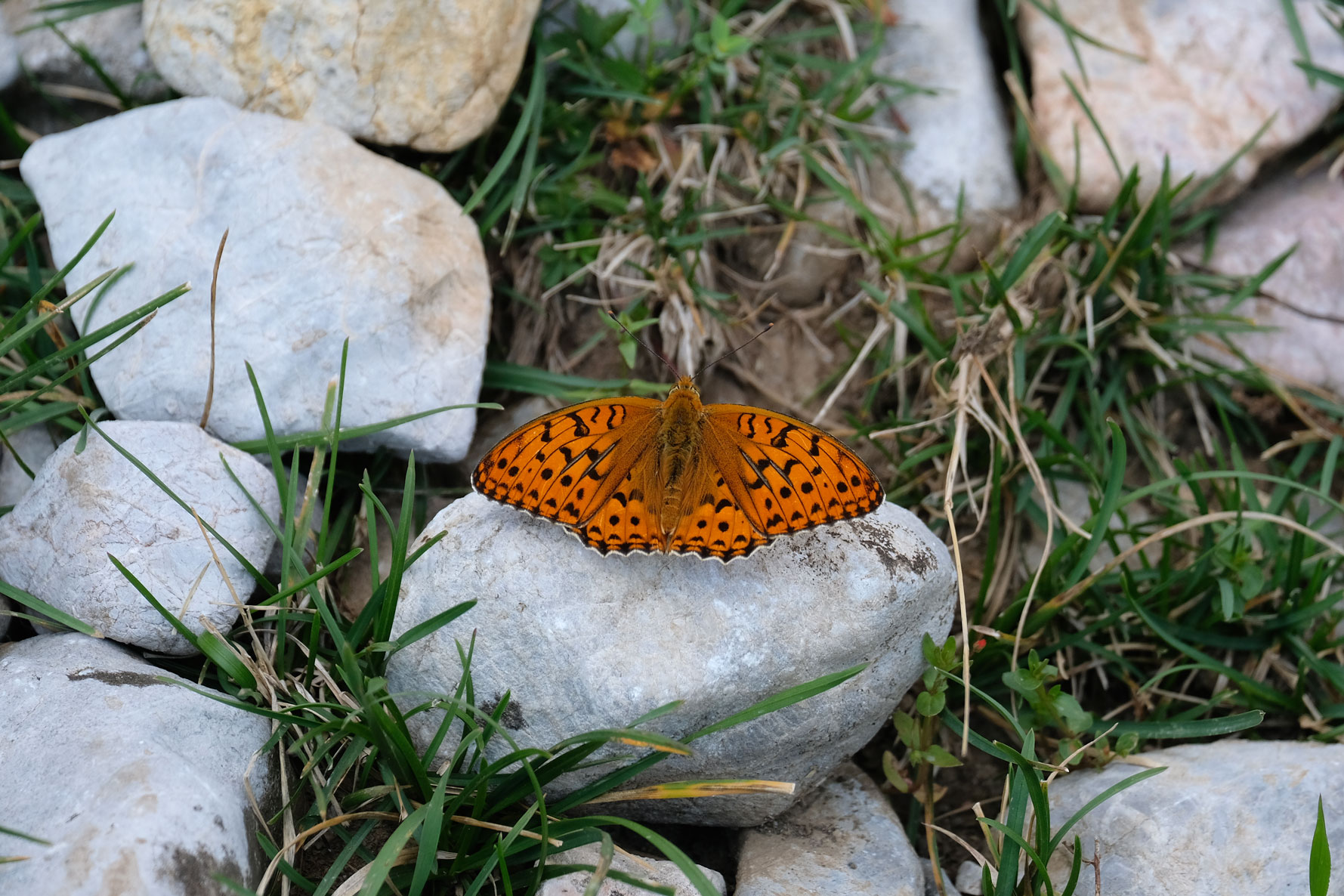 Ein Schmetterling sitzt auf einem Stein.
