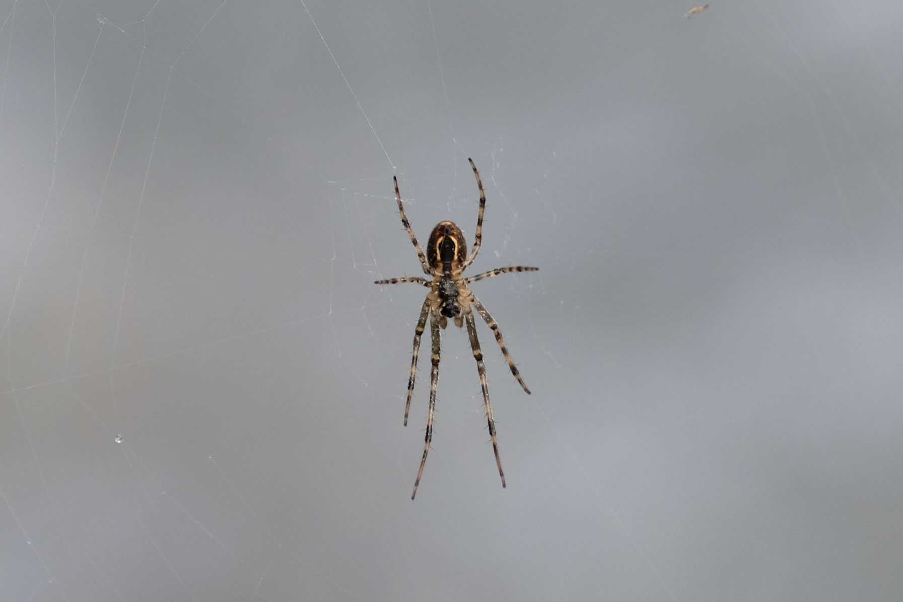 Spinne in einem Spinnennetz.